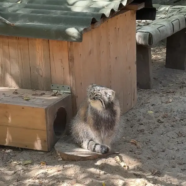 ノヴォシビルスク動物園のマヌルネコの写真