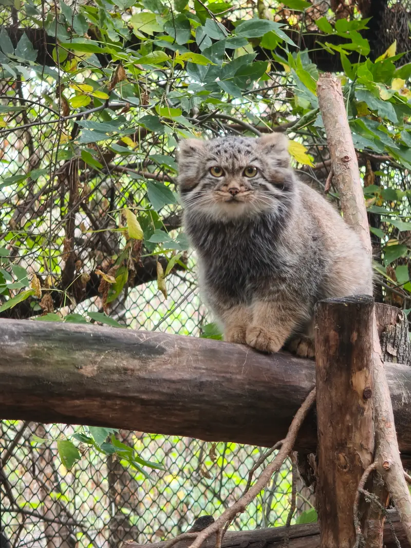 ノヴォシビルスク動物園のマヌルネコの写真