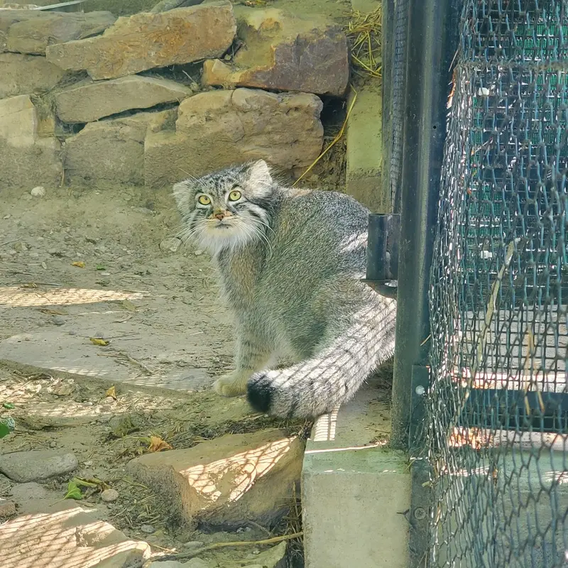プエブロ動物園のオリーブの写真