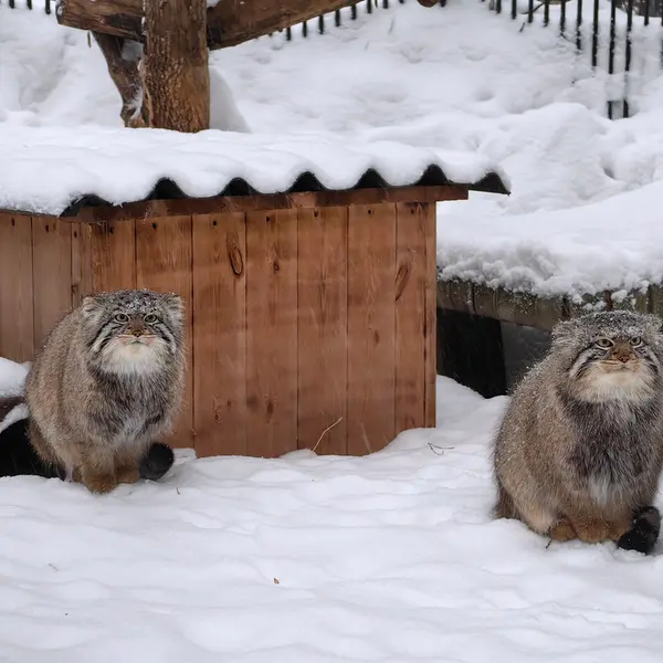 ノヴォシビルスク動物園のキムとスキフの写真