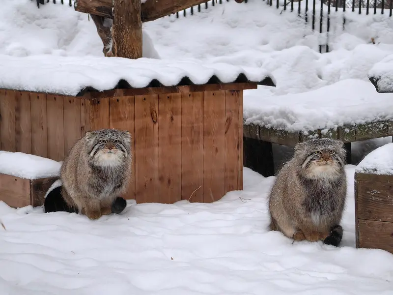 ノヴォシビルスク動物園のキムとスキフの写真