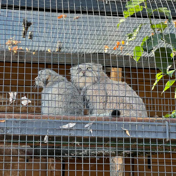 レニングラード動物園のナミカとシューの写真
