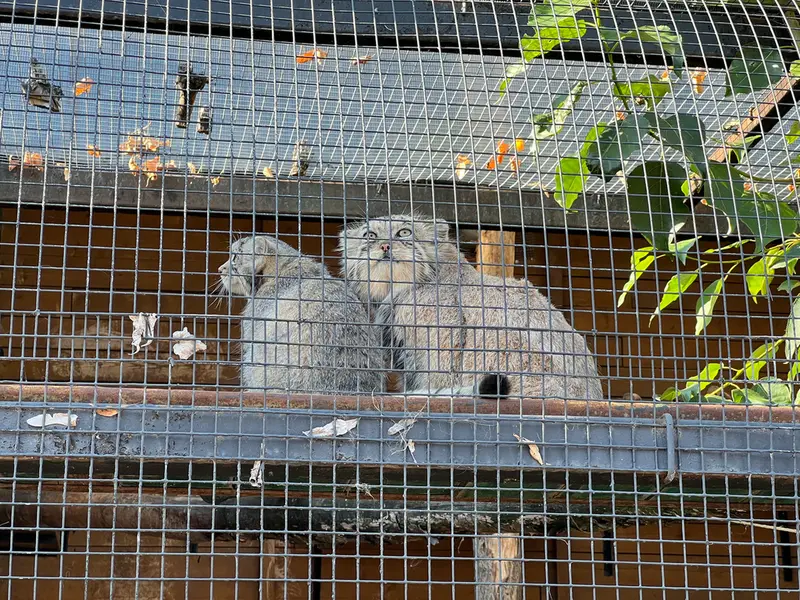 レニングラード動物園のナミカとシューの写真