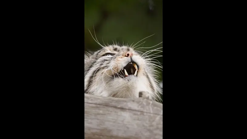 ノヴォシビルスク動物園のゼレノゴルスクの動画