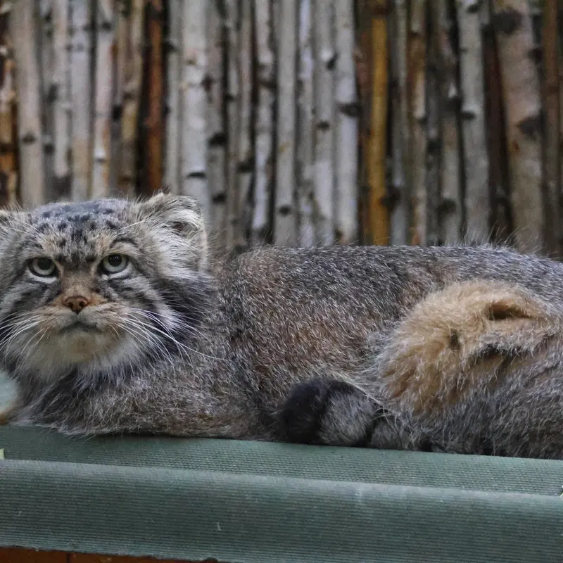 ノヴォシビルスク動物園のジョージの写真