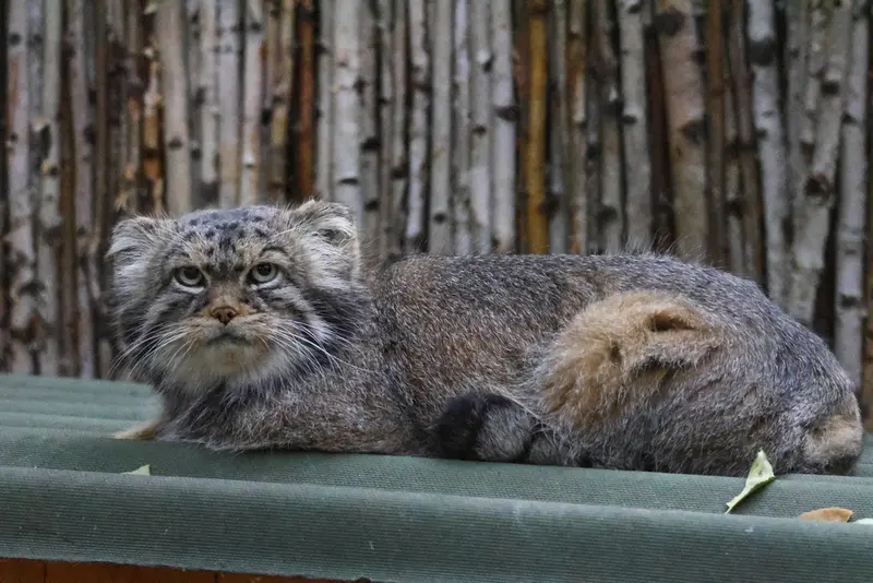 ノヴォシビルスク動物園のジョージの写真