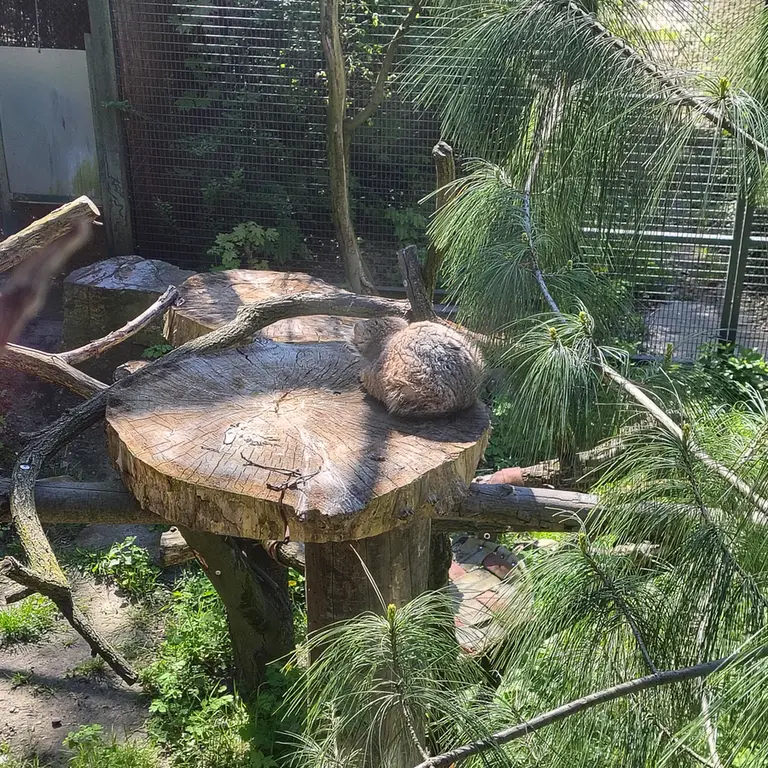 ウッチ動物園のパッツォの写真