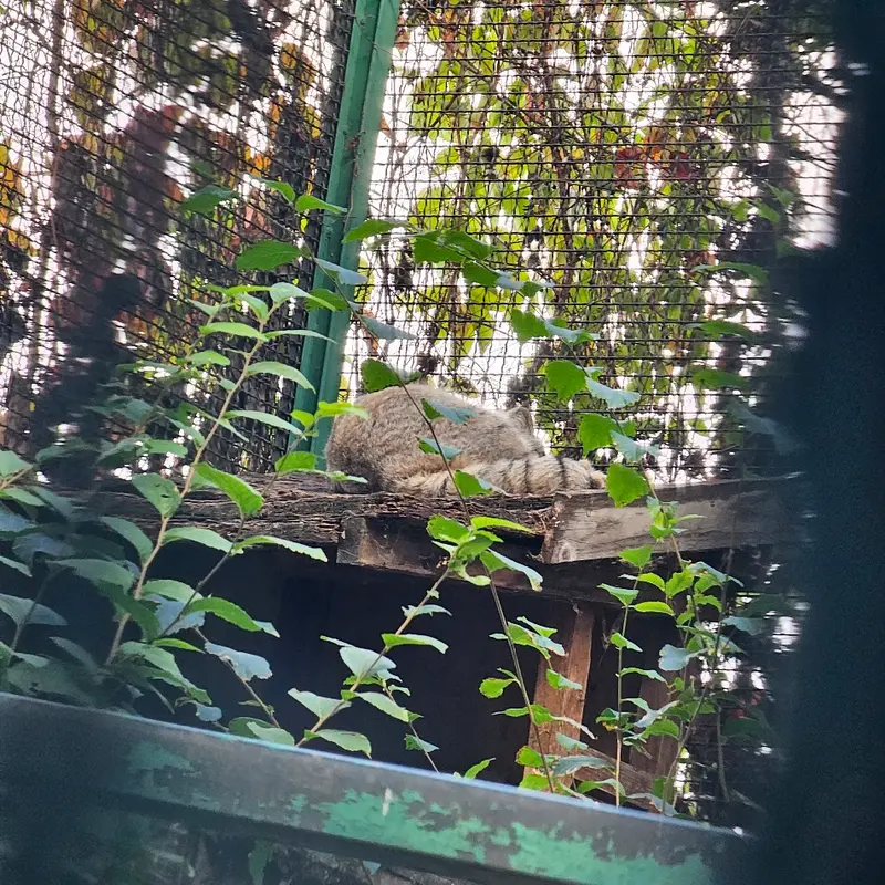 ブダペスト動物園・植物園のマヌルネコの写真