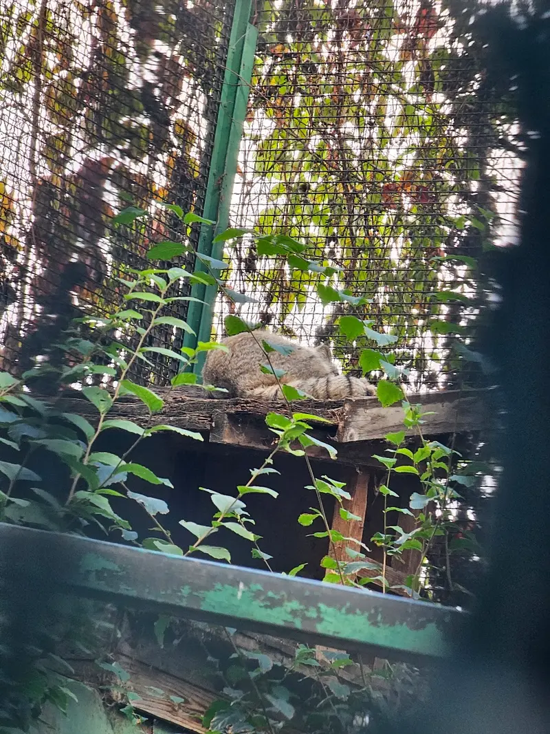 ブダペスト動物園・植物園のマヌルネコの写真