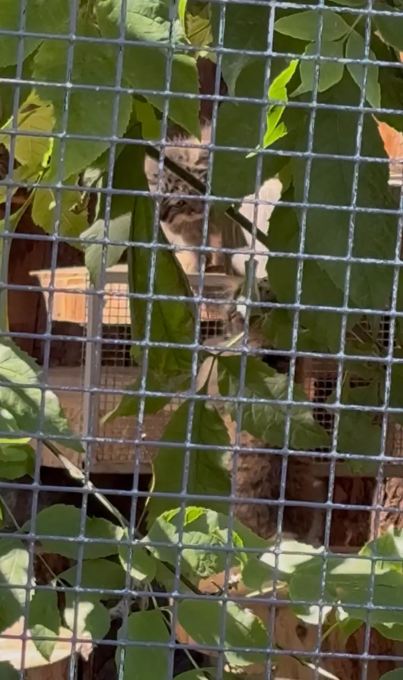 レニングラード動物園のアイデンとバークの写真