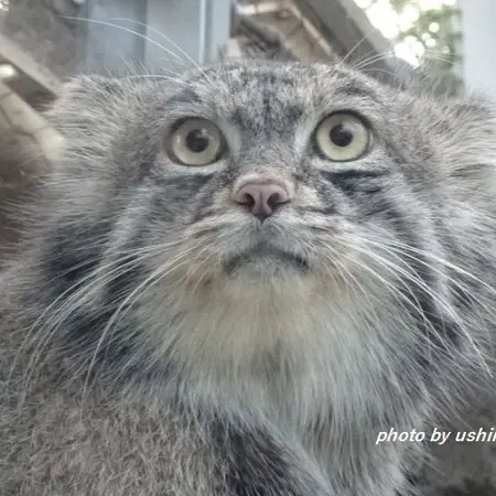 神戸どうぶつ王国のナルの写真