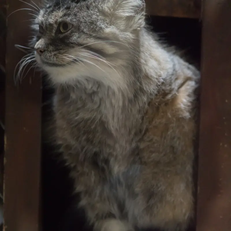 恩賜上野動物園のプリームラの写真