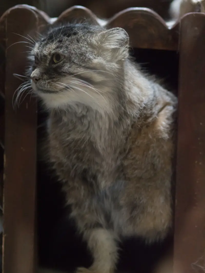 恩賜上野動物園のプリームラの写真