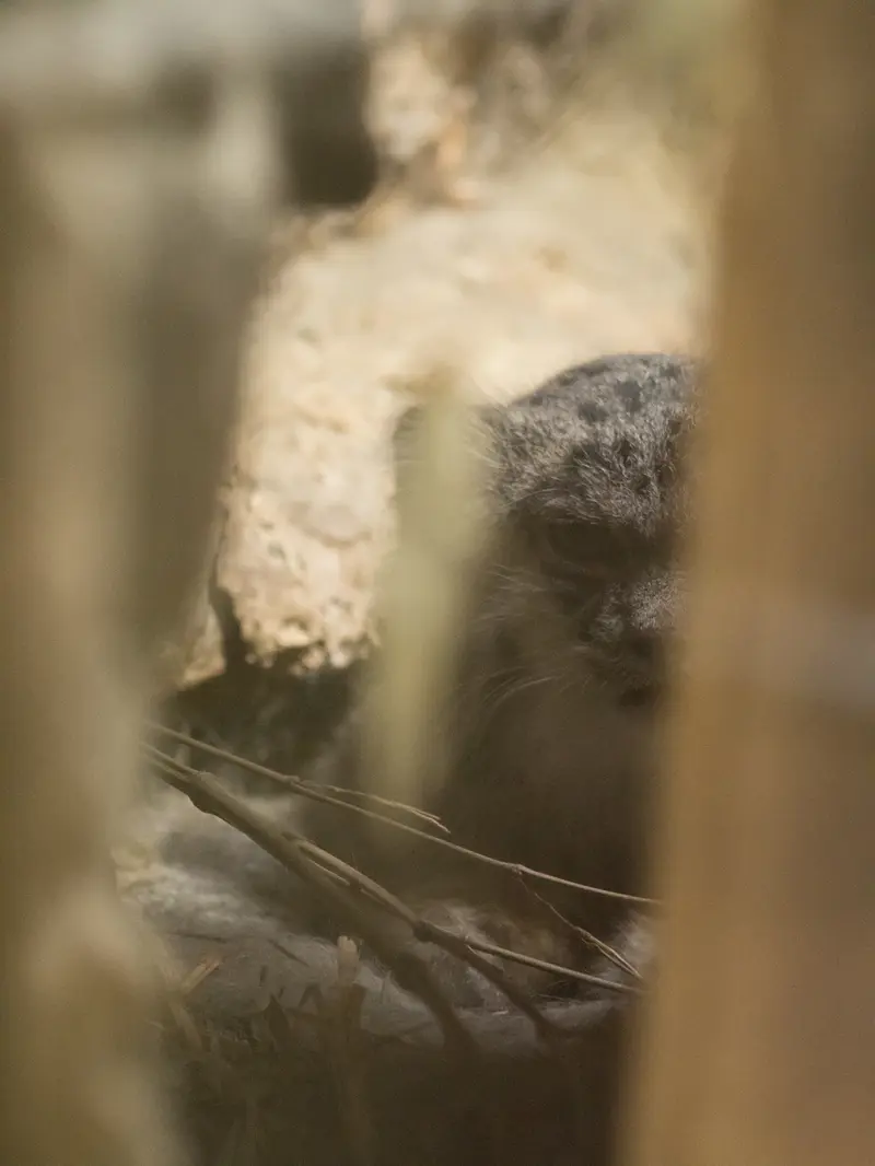 恩賜上野動物園のクリョンの写真