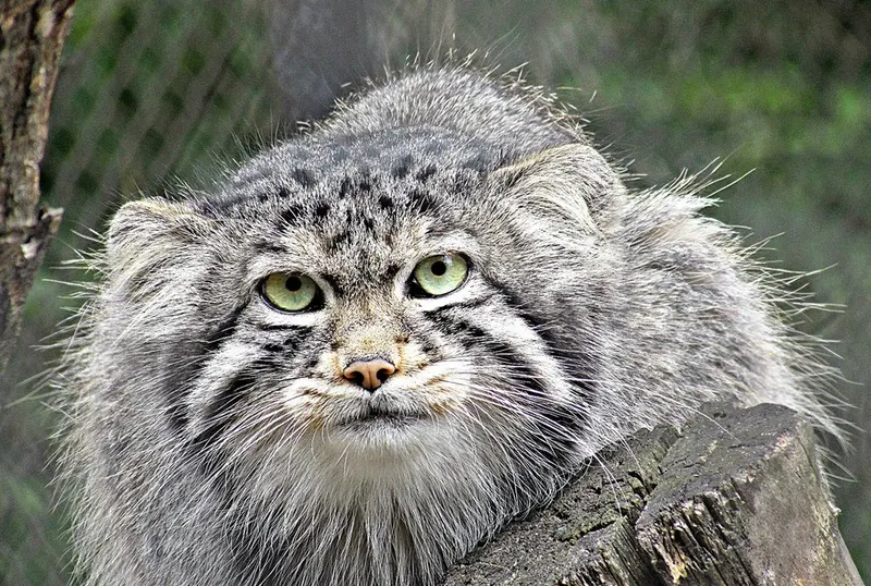ノヴォシビルスク動物園のマヌルネコの写真
