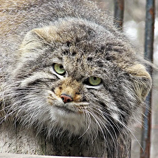 ノヴォシビルスク動物園のマヌルネコの写真