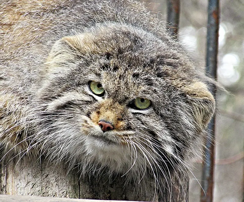ノヴォシビルスク動物園のマヌルネコの写真