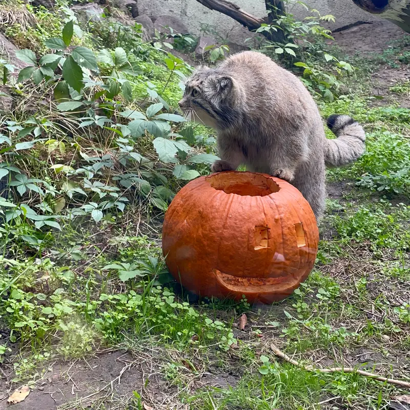 ブダペスト動物園＆植物園のボフスの写真