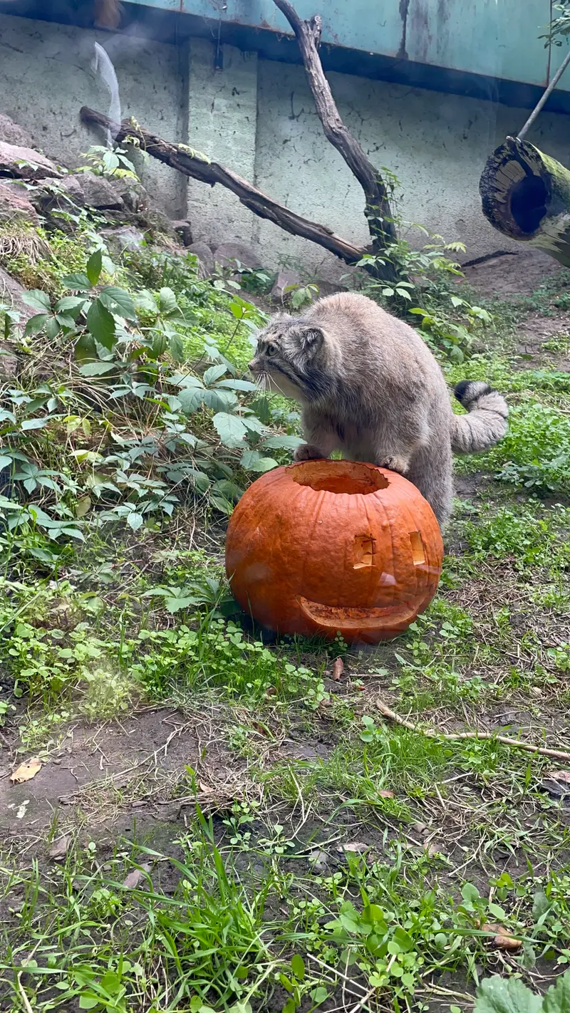 ブダペスト動物園＆植物園のボフスの写真