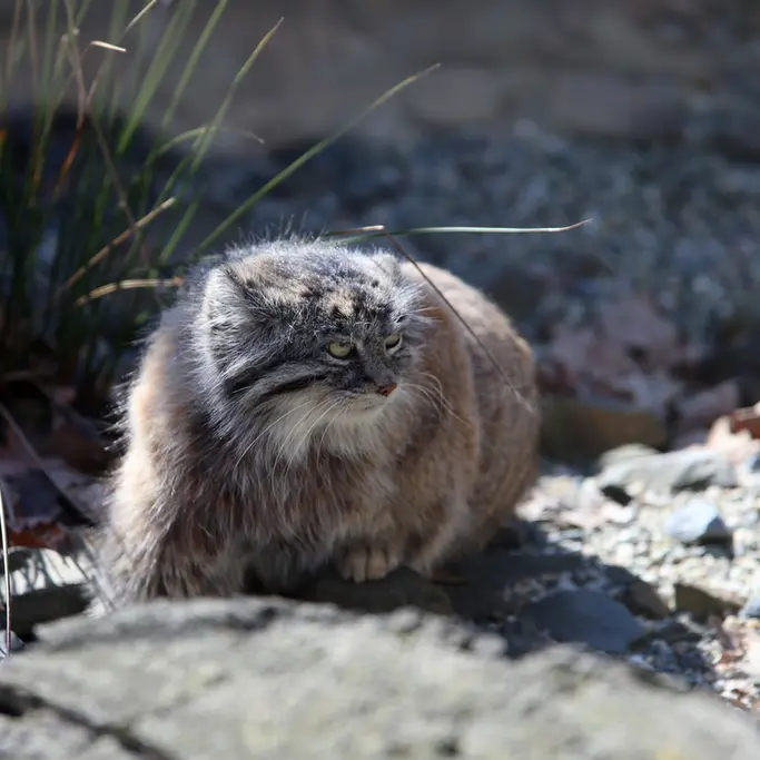 オストラヴァ動物園のモイラの写真
