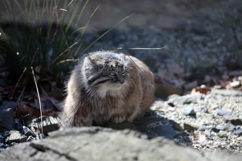 オストラヴァ動物園のモイラの写真
