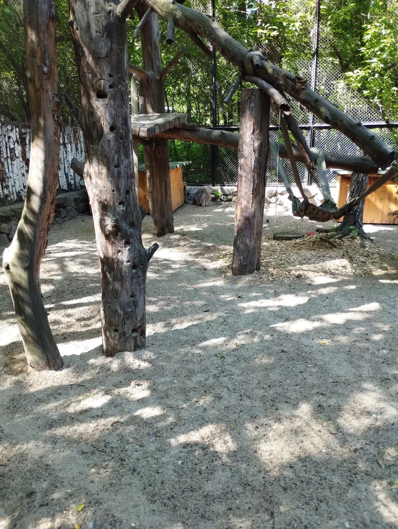 ノヴォシビルスク動物園のマヌルネコの写真