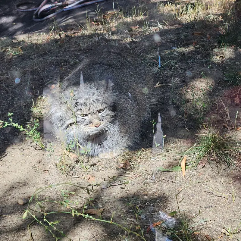 モスクワ動物園のティモフェイの写真