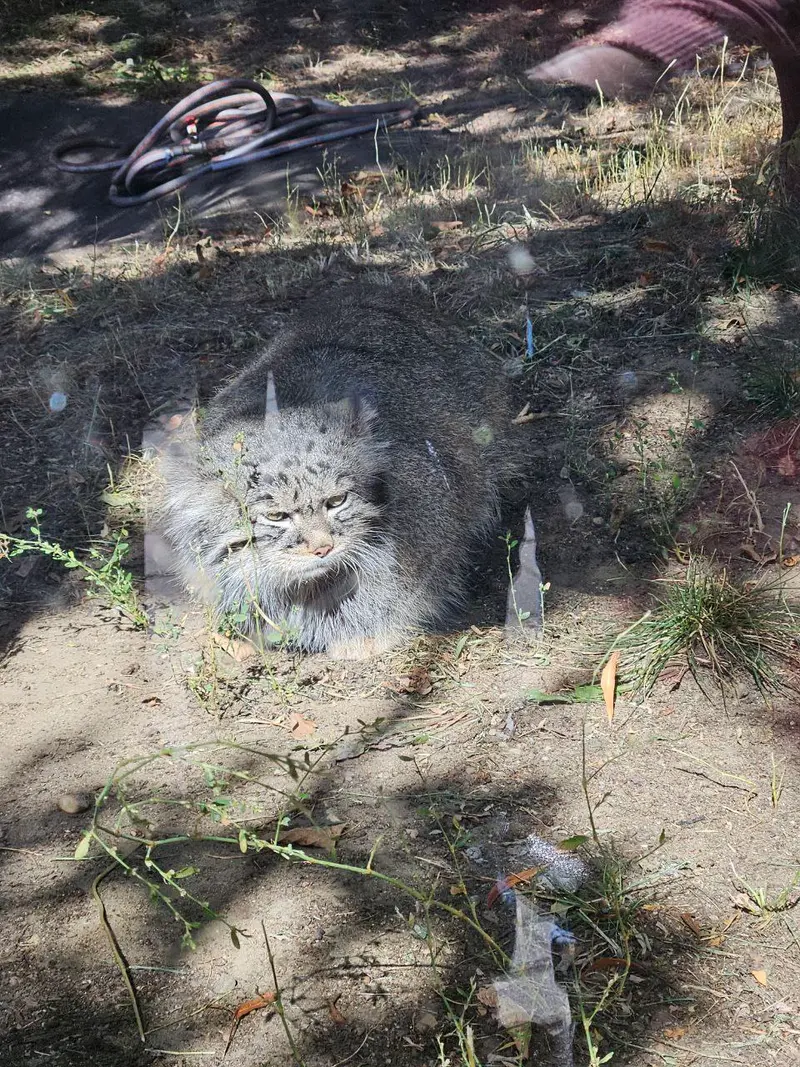モスクワ動物園のティモフェイの写真