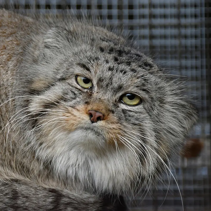 イフラヴァ動物園のマヌルネコのマカルー