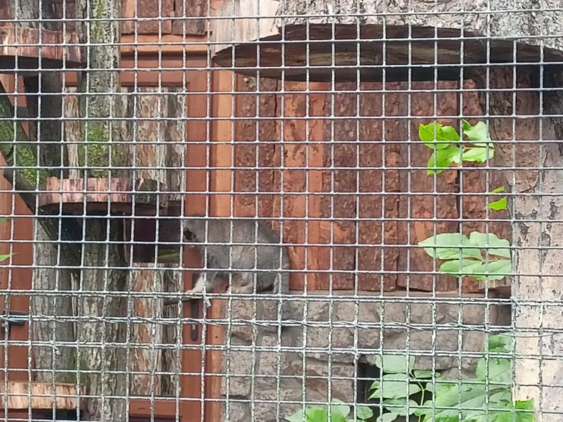 マヌルネコの写真