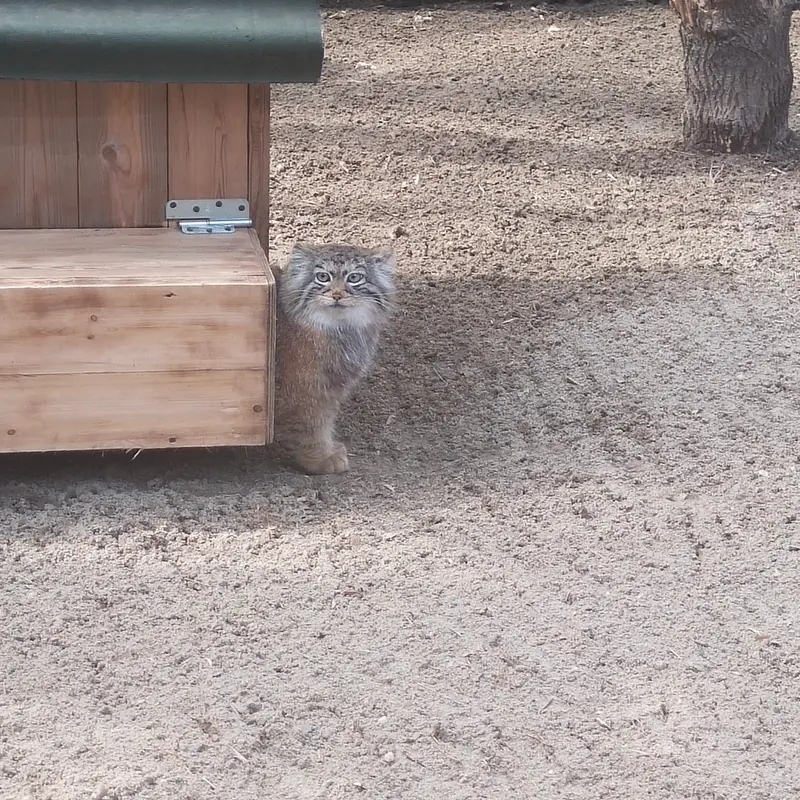 ノヴォシビルスク動物園のアーニャの写真
