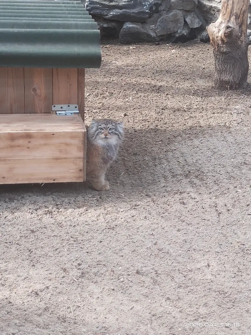 ノヴォシビルスク動物園のアーニャの写真
