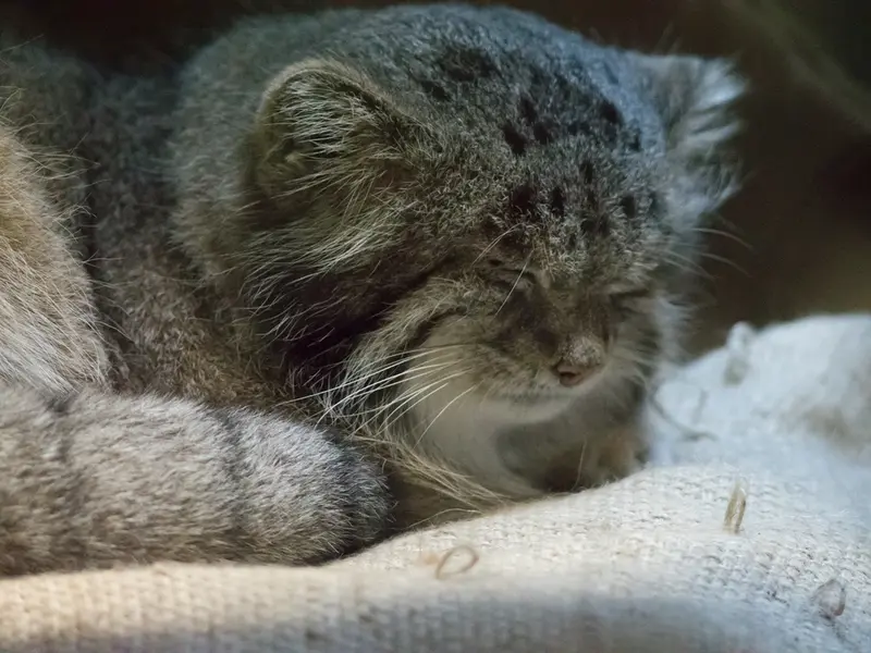 恩賜上野動物園のクリョンの写真