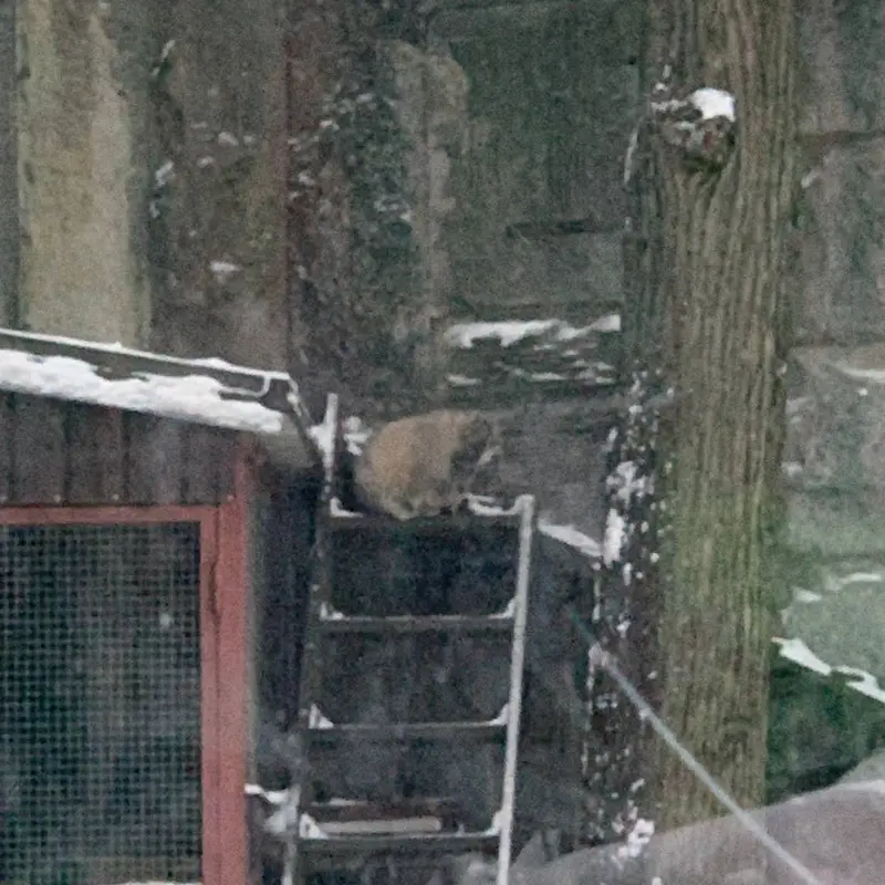 モスクワ動物園のティモフェイの写真