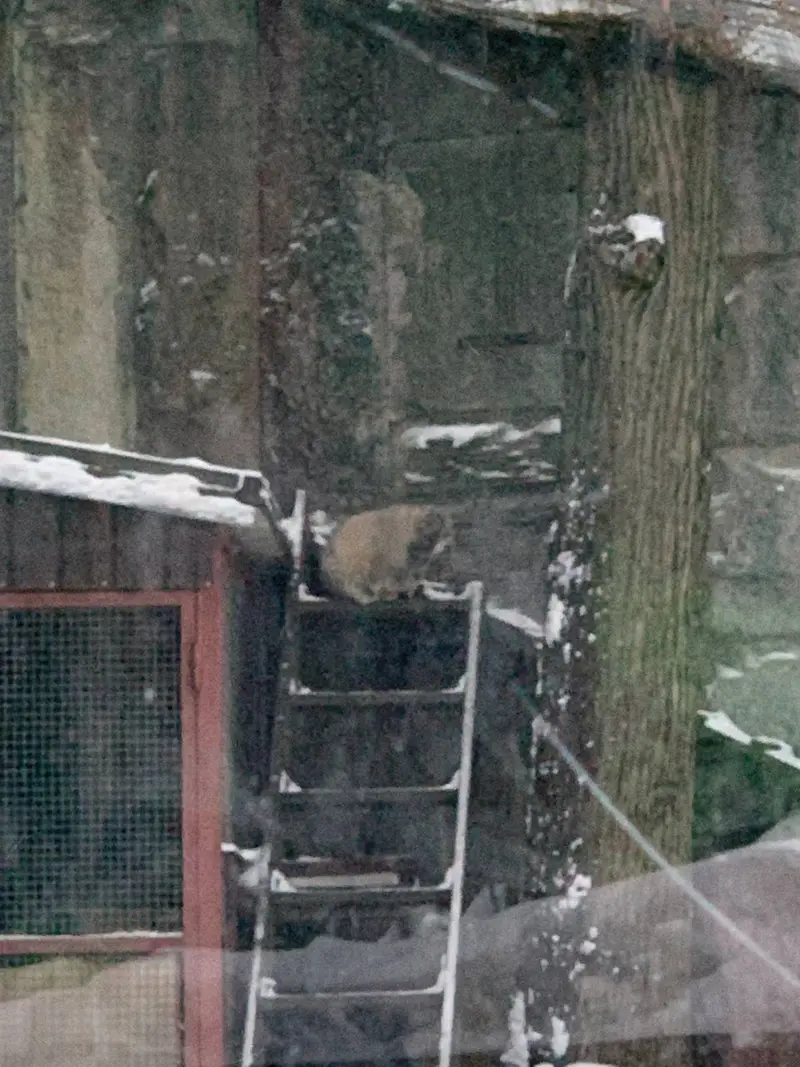モスクワ動物園のティモフェイの写真