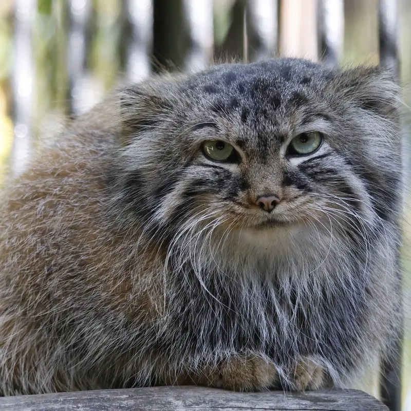 ノヴォシビルスク動物園のガビの写真