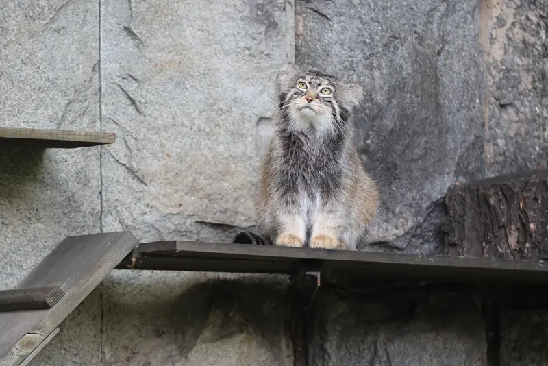 モスクワ動物園のティモフェイの写真