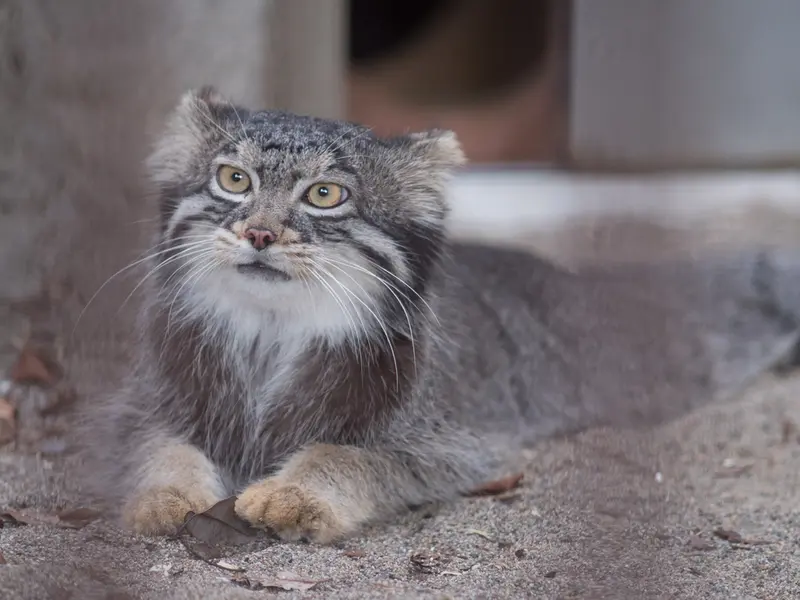 野毛山動物園のフィーガの写真