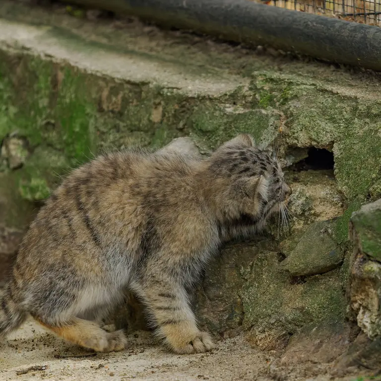 ブルノ動物園のマヌルネコの写真