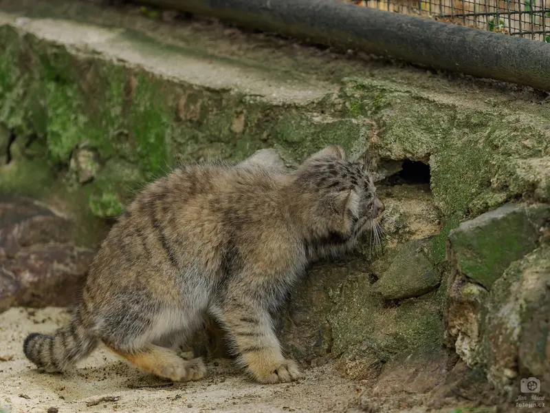 ブルノ動物園のマヌルネコの写真