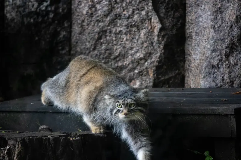 モスクワ動物園のティモフェイの写真