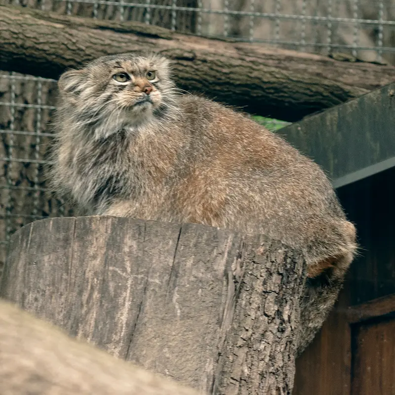 リトアニア動物園のメリッサの写真