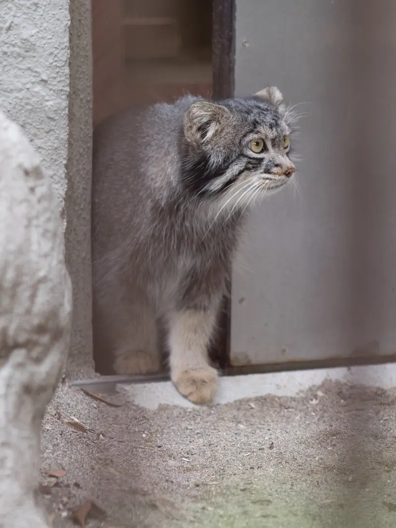 野毛山動物園のフィーガの写真