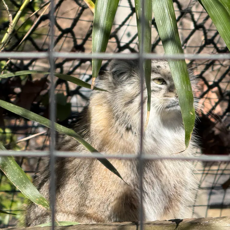 スミソニアン国立動物園のセバの写真