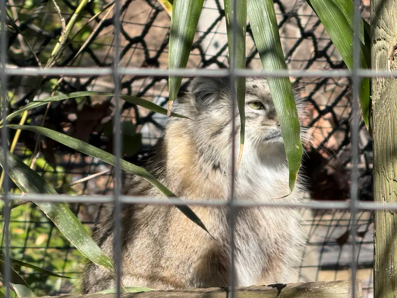 スミソニアン国立動物園のセバの写真