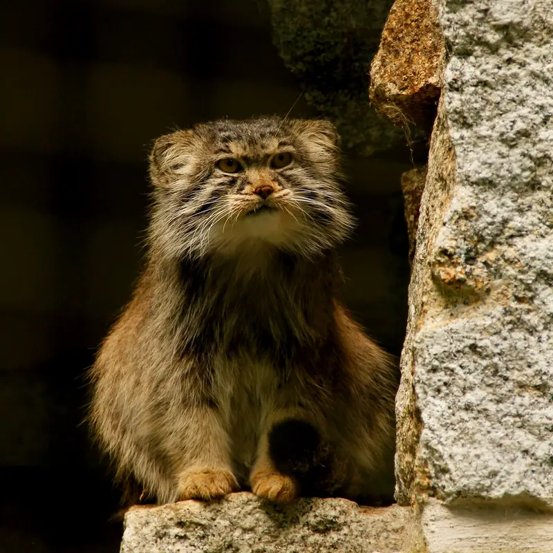 ケムニッツ動物園のボブの写真