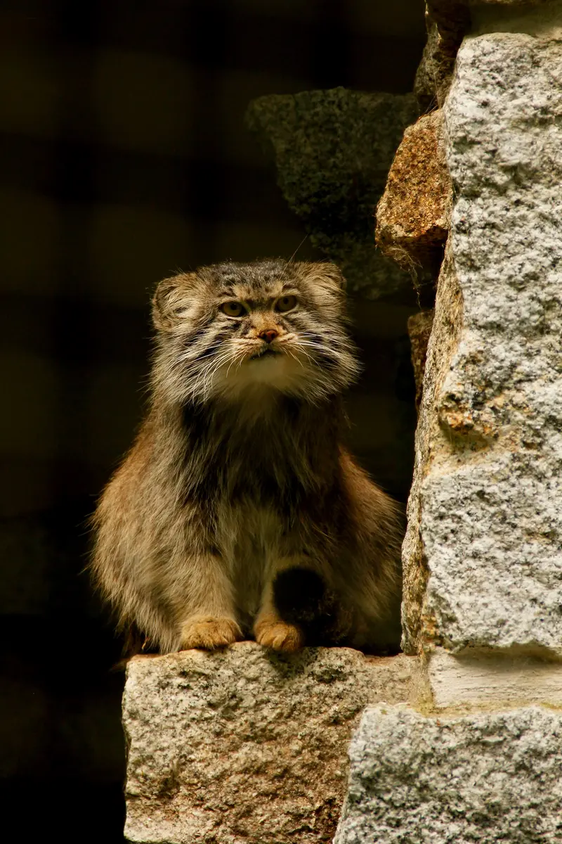 ケムニッツ動物園のボブの写真