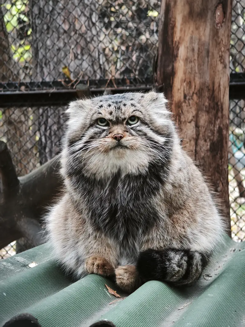 ノヴォシビルスク動物園のジョージの写真