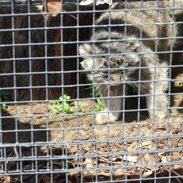 レニングラード動物園のスヴェンの写真