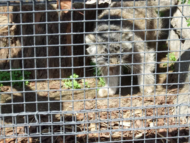 レニングラード動物園のスヴェンの写真